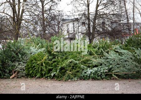 Stapel grüner Weihnachtsbaum auf dem Boden nach der Feier. Verschwendung von Verbrauch Stockfoto