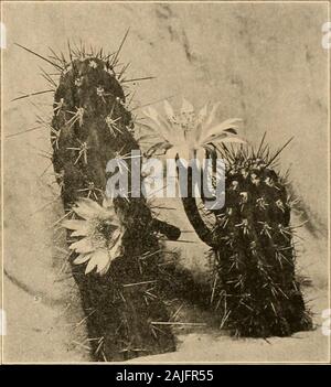 Die Cactaceae: Beschreibungen und Abbildungen von Pflanzen der Familie der Kakteen. Abb. 95. - Blume von S. coryne. Xo. 6. Abb. 96,- Stetsonia coryne. Platte ix wird von einem Foto beigesteuert von Dr. Spegazzini. Abbildung 96 ist aus aphotograph blühende Zweige, die von Dr. Shafer in Santiago del Estero, Argentinien, 1917; Abbildung 95 zeigt die Blüte einer dieser Branchen. 7. ESCONTRIA Rose, Contr. Us-Nat. Kraut. 10: 125. 1906. Große und weit verzweigte Pflanzen; Rippen wenige; Stacheln alle ähnlich, in eigentümlicher pectinateclusters angeordnet; Blüten klein, gelb, etwas eampanulate, einer bei einer areole, diurn Stockfoto