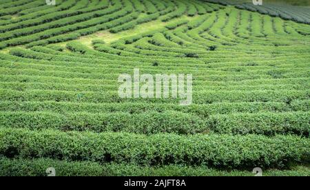 Doi Mae Salong, Chiang Rai, Thailand: grünes Feld mit gebogenen Reihen von Tee Pflanzen. Tee Plantage im Norden von Thailand ist eine touristische Attraktion Stockfoto