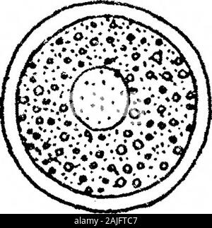 Bemerkungen zu Coprozoic Flagellaten: Zusammen mit einem Vorschlag, die Bedeutung der Kinetonucleus in der Binucleata. Stockfoto