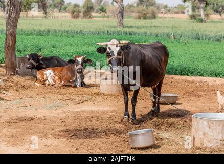 Jodhpur, Indien - 08.März 2017: Kuh im Dorf. Stockfoto