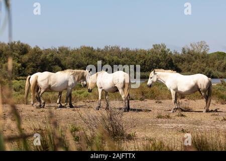 Weiße Camargue Pferde am Bord de l'Étang im Süden Frankreichs Stockfoto