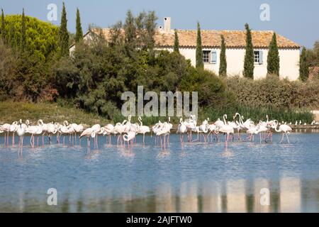 Eine Gruppe von Flamingos in den Nationalpark der Camargue, Provence, Frankreich Stockfoto