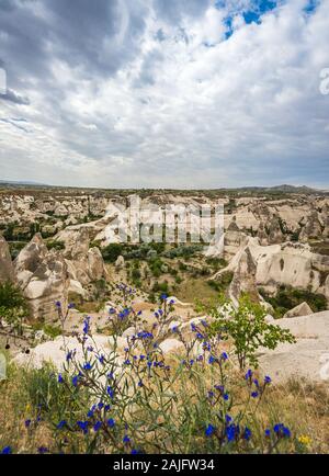 Wildblumen wachsen auf einer Klippe in der Nähe eines Tals mit Feen Schornstein Felsformationen in Goreme, Kappadokien, Türkei gefüllt Stockfoto