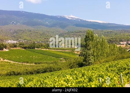 Trauben in einem VINYARD vor Mt. Ventoux, Provence, Südfrankreich. Stockfoto