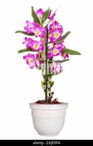 Topfpflanzen Dendrobium orchid, isoliert Stockfoto