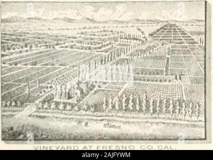 Pacific Wein und Geist. &Gt; v3, p^^^^^^^^.&gt;^A. G. GHAUCHE. Eigentümer. Offue BIN) Dkiot, 17 FiKBT^ T. San Fkancisco CHAUCHE & BON, Nachfolger von A. G. CHAUCHE. Alleinige Geueral A (; eiHs für die MouHT - RouoE Reben.. Goldmedaille für Sherries und süßen Weinen. DTJpTin Exposition 1 S 92. EISEl^l VII^ EYARD CO-IJOMiliR PROnrCI-RS VON SÜSSEN // INES. Kranke ik i:. Für die PREISLISTE UND PROBEN ZU SENDEN. 12 STEVENSON ST., S. F Stockfoto