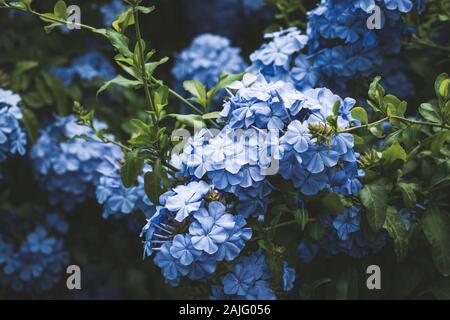 Blaue Blumen von Kap Leadwort auch als Blue Plumbago oder Plumbago Auriculata bekannt. Stockfoto