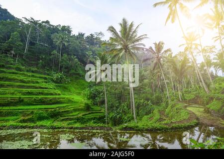 (Selektive Fokus) einen atemberaubenden Blick auf die tegalalang Reis terrasse Felder beim Sonnenaufgang. Stockfoto