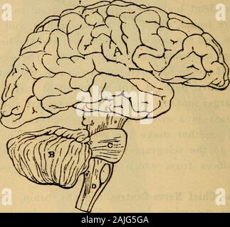 Der menschliche Körper ist ein Anfänger Lehrbuch der Anatomie, Physiologie und Hygiene. . Innerhalb des Schädels (s. 19), und der spinalcord läuft sie ins Innere des Zurück-Knochen. Am underpart des Schädels, wo es auf der Rückseite passt - Knochen, ist alarge Bohrung, durch die das Gehirn und das Rückenmark cordunite. Streng genommen, daher ist die Gehirn- und spinalcord machen nur einem Zentrum; sie sind häufig gesprochen der zu uns kommen könnte? Was wirklich statt? Was sind Nerven? Was ist gefunden, wenn ein Nerv zurück von einem Muskel- oder die Haut?Name der Messe zurückzuführen ist? Von was ist das Nervensystem bestehen? Towhat sind Nerven und n Stockfoto