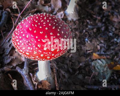 Single fly Agaric (Amanita muscaria), schöne rote Kappe weiß gepunkteten giftige Pilze im Herbst Wald, die Kultigsten Fliegenpilz Stockfoto