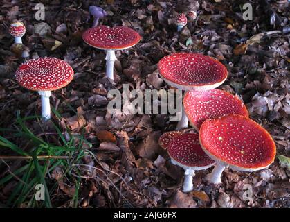 Gruppe von Fly agaric (Amanita muscaria), schöne rote Kappe weiß gepunkteten giftigen Pilze im Herbst Wald, die Kultigsten Fliegenpilz Stockfoto