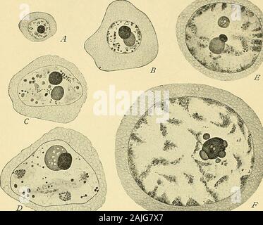 Die Zelle in der Entwicklung und Vererbung. g.s. Doppel germinal Spot, bestehend aus einem chromatisch und achromatische Sphäre. Dieses Ei ist schwer beladen mit Eigelb, in der klare deiitoplasm theform-Sphären{d^und Fett - Tropfen (/), einheitlich durch die Zyto verteilt - keimplasma. Die peripheren Schicht Zytoplasma (peri-vitelline Layer) ist frei von deutoplasm. Outsidethis der Membran. B. Das Ei einige Zeit nach der Befruchtung und zu teilen. Der deuto - keimplasma wird nun in der unteren Halbkugel konzentriert, und die peri-vitelline Schicht verschwunden ist. Oben sind die beiden polaren Gremien (/.*.). Unter ihnen liegt die Stockfoto