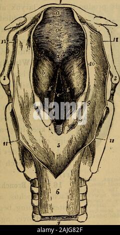 Der menschliche Körper ist ein Anfänger Lehrbuch der Anatomie, Physiologie und Hygiene. . Y;, weichen Gaumen;^^, Öffnung der EUSTA-pj^^-j^ causcd durch den Kehlkopf, Speiseröhre;&lt; r, Luftröhre;^, kehldeckel; weichen Gaumen; g, opei-chian Röhre; k, Zunge, w, die Sphenoid bone auf der Basis von ", u: ^U r^^^^^ 4: l^^:^^,, r. K^^ rder Schädel; n, im Vordergrund ein Teil des Schädels - whlch IST ein CartllaglUOUS bOXcavity; o^p ^ q. die Knochen von turbinate/7 tt*.t j u die äußere Seite der linken Nasenloch - Cham - ein, Jh Ig. 42 j, die von Mu gesäumt - cous Membran. Oneplace an der Schleimhaut wird von jeder Seite geschoben, so dass nur ein schmaler Schlitz i Stockfoto