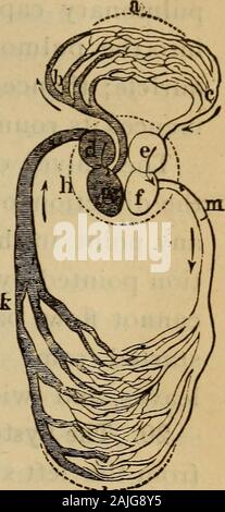 Der menschliche Körper ist ein Anfänger Lehrbuch der Anatomie, Physiologie und Hygiene. Die öhrchen aber für thevalves, die in die Öffnungen zwischen den einzelnen auricleand der Ventrikel liegen, und nur auf die Ventrikel öffnen. Sobald Blut versucht, zurück zu fließen, die Ventile closeand Block die Straße, so dass der einzige Weg die Vertragsparteien ven - Tricle sein Blut senden kann, ist, auf in die Arterien. Das Ventil zwischen der rechten Ohrmuschel und Ventrikel isnamed Die trikuspidalklappe oder drei - hingewiesen. Dass zwischen der linken Ohrmuschel und Ventrikel ist die Bicuspid oder zwei - hingewiesen. Manchmal ist es der Mitralklappe, aus genannt werden Stockfoto