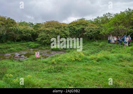 Riesenschildkröten im El Chato Schildkröte finden im Hochland auf der Insel Santa Cruz, Galapagos, Ecuador. Stockfoto