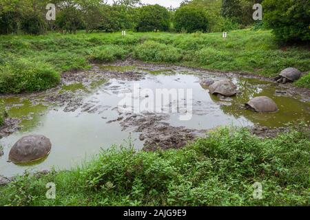 Riesenschildkröten im El Chato Schildkröte finden im Hochland auf der Insel Santa Cruz, Galapagos, Ecuador. Stockfoto