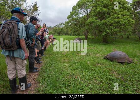 Riesenschildkröten im El Chato Schildkröte finden im Hochland auf der Insel Santa Cruz, Galapagos, Ecuador. Stockfoto