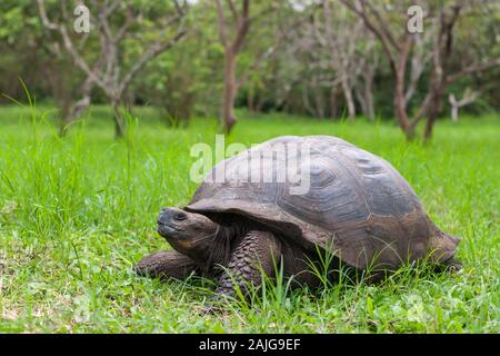 Riesenschildkröten im El Chato Schildkröte finden im Hochland auf der Insel Santa Cruz, Galapagos, Ecuador. Stockfoto