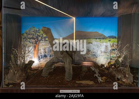 Die erhaltenen Schildkröte Lonesome George an der Charles Darwin Forschungsstation, Santa Cruz Island, Galapagos, Ecuador. Stockfoto