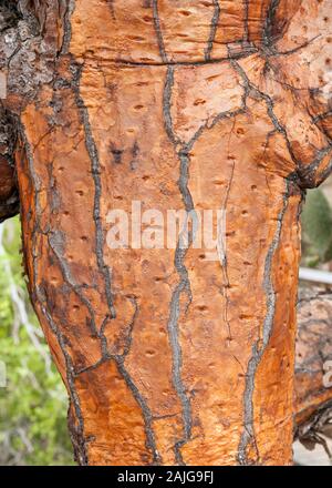 Nahaufnahme der Lkw eines Opuntia (feigenkaktus) Kaktus Baum auf Santa Cruz Island, Galapagos, Ecuador. Stockfoto
