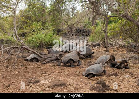 Riesenschildkröten an der Charles Darwin Forschungsstation auf der Insel Santa Cruz, Galapagos, Ecuador. Stockfoto