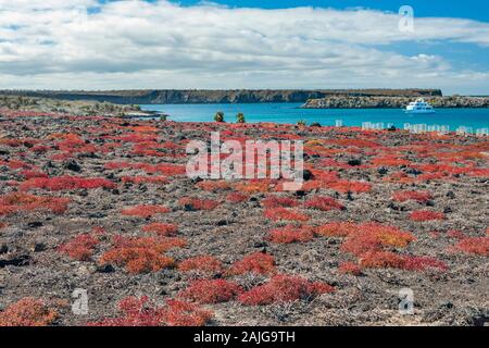 Die G-Abenteuer Boot "Eden" an der Küste von South Plaza Insel verankert, Galapagos, Ecuador. Stockfoto