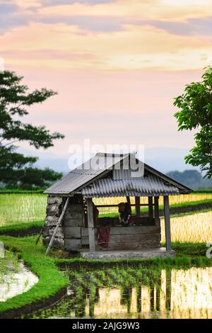 (Selektive Fokus) Atemberaubende Aussicht auf ein Farmer's Hütte und einen schönen und bunten morgen Sky in den Reisfeldern wider. Stockfoto