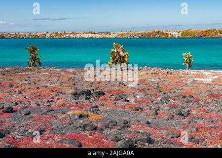 Opuntia (feigenkaktus) cactus Bäume auf South Plaza Island, Galapagos, Ecuador. Stockfoto