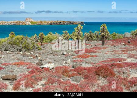 Opuntia (feigenkaktus) cactus Bäume auf South Plaza Island, Galapagos, Ecuador. Stockfoto