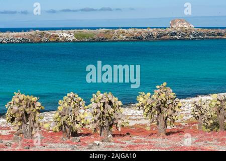 Opuntia (feigenkaktus) cactus Bäume auf South Plaza Island, Galapagos, Ecuador. Stockfoto