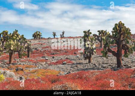 Opuntia (feigenkaktus) cactus Bäume auf South Plaza Island, Galapagos, Ecuador. Stockfoto