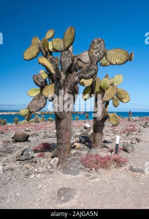 Opuntia (feigenkaktus) cactus Bäume auf South Plaza Island, Galapagos, Ecuador. Stockfoto