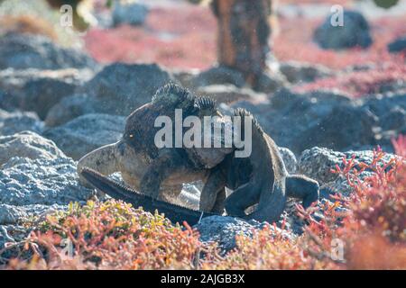 Zwei männliche Meeresechsen kämpfen auf South Plaza Island, Galapagos, Ecuador. Stockfoto