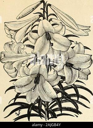 Vaughan's Special import Glühlampe Preise. Freesie REFRACTA ALBA. VAUGHANS SPEZIELLE IMPORT BUI, B-Preise.. LILIUM HARRISII. LILIUM HARRISII. Unverzichtbar für die frühe Treiberei. Wir sichern unsere gesamte Supply dieser Lampen fromone betreffen, die für die letzten Jahre bis beenworking haben eine Bestandsaufnahme dessen, was wir betrachten: diealten original L, ilium Harrisii. Zusätzlich zu diesem wewill überwachen die Verpackung und Versand Der cropthrough unsere eigenen Vertreter, damit die Versicherung carefulgrading und Verhütung der Mischung aus Longiflorum undandere anstößige Typen. Unter diesen Bedingungen bitten wir Ihre Aufträge für Thebest s Stockfoto