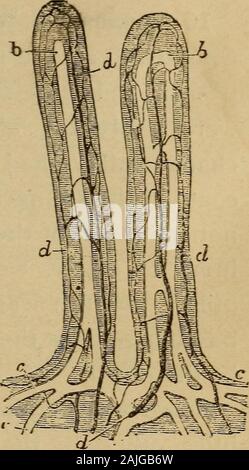 Der menschliche Körper ist ein Anfänger Lehrbuch der Anatomie, Physiologie und Hygiene. . In Abb. vergrößert. 34;/, der Kanal genannt, Thorax, in die thelacteals öffnen. Dieser Kanal führt auf der Rückseite des Kastens, und opensinto der großen Venen bei g, auf der linken Seite des Halses: Hier die chylemingles mit dem venösen Blut. In der rechten oberen und unteren limbsthe oberflächlichen Lymphgefäße 11 II, die er unter der Haut, sind vertreten. In der linken oberen und unteren Gliedmaßen der tiefen lym-phatic Schiffe, welche die tiefe Blut begleiten - Schiffe angezeigt. Die lymphgefäße der unteren Gliedmaßen melden Sie die Thorakalen Stockfoto