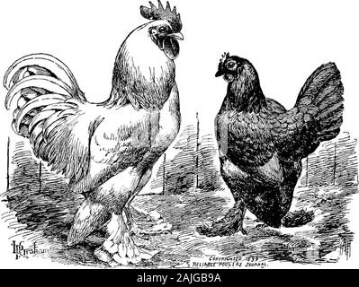 Die kleineren Vögel; eine Beschreibung aller gängigen Rassen und Sorten von zwerghühner und neuer Rassen, die immer beliebt sind.. . Gekonnt größer als andere Zwerghühner, bredmore für Feder als für Größe, oder, wie manche behaupten, Sie Havebeen erlaubt jede Art zu züchten, mit keine definitive Set befolgen Sie den Verstand des Züchters als ein Modell zur Perfektion. Theresult ist, einige ähneln den. Japanische in Form andcarriage, hielten ihre Flügel und Schwanz wie Sie es tun, aber havinglonger Beine; andere ein. re im Bein kürzer und haben einen höheren Auto - riageof Flügeln und einem unteren Schwanz. Diese Klasse findet mehr favorwit Stockfoto