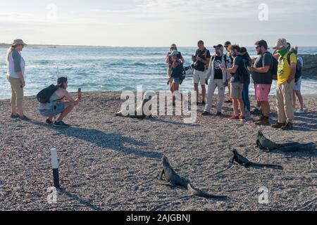 Touristen mit Seelöwen und Meerechsen auf Fernandina Insel, Galapagos, Ecuador. Stockfoto