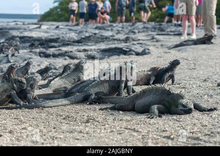 Touristen und Meeresleguane auf Fernandina Insel, Galapagos, Ecuador. Stockfoto