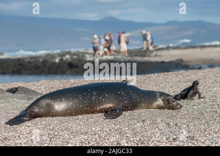 Seelöwen und Meerechsen auf Fernandina Insel, Galapagos, Ecuador. Stockfoto