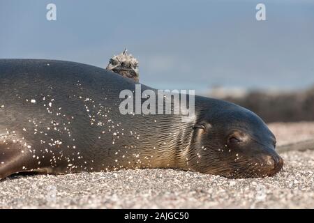 Sea Lion und eine Marine iguana Aalen in der Sonne auf Fernandina Insel, Galapagos, Ecuador. Stockfoto