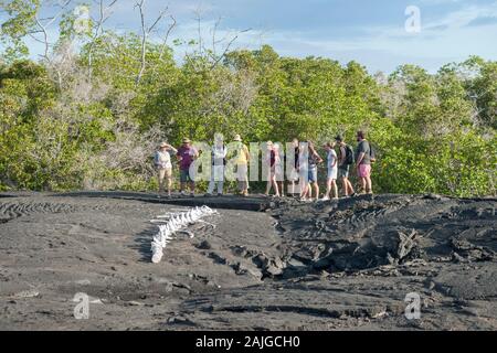 Touristen anzeigen Walknochen auf Fernandina Insel, Galapagos, Ecuador. Stockfoto