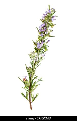 Rosmarin Zweig in Blumen auf weißem Hintergrund Stockfoto