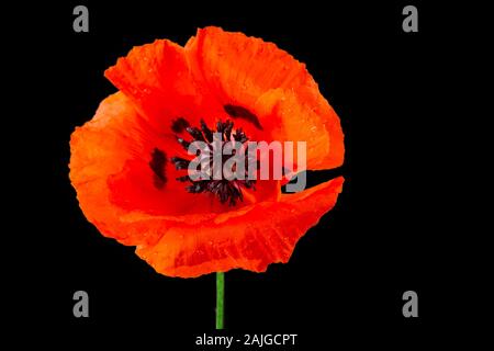 Rote Mohnblume Stockfoto