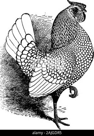 Die kleineren Vögel; eine Beschreibung aller gängigen Rassen und Sorten von zwerghühner und neuer Rassen, die immer beliebt sind.. . E? Weiß in der Versilbert und eine reiche goldene in der Goldens und leteach Feder in der Schwanz auch rund um mit schwarzen geschnürt werden. Dieser Punkt ist zu sehr vernachlässigt, und wir sehen nur die tailfeathers gekippt oder spangled mit Schwarz. Mit Deckungen, wie oben beschrieben, yon kaum Scheitern ofbreeding viele Preisträger. Die Anzahl der femalesto mit den männlichen zugeordnet werden, Züchter manchmal unterscheiden, tout sind wir in der Gewohnheit, die Stifte von einem männlichen Andeight und 10 Frauen Stockfoto