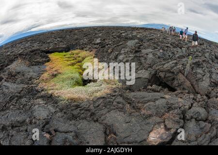 Touristen zu Fuß auf die vulkanische Landschaft bei Punta Moreno auf der Insel Isabela, Galapagos, Ecuador. Der Cerro Azul Vulkan im Hintergrund. Stockfoto