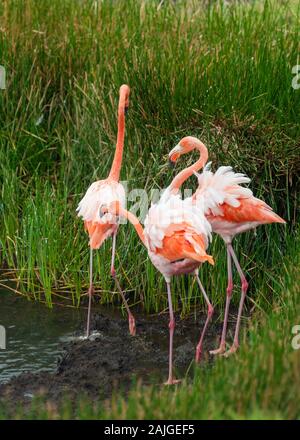 Flamingos an der Punta Moreno auf der Insel Isabela, Galapagos, Ecuador. Stockfoto