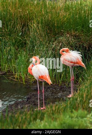 Flamingos an der Punta Moreno auf der Insel Isabela, Galapagos, Ecuador. Stockfoto