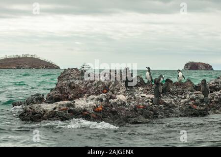 Galapagos Pinguine und Kormorane an Elizabeth Bay, Insel Isabela, Galapagos, Ecuador. Stockfoto