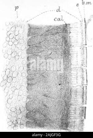 Auf die Entwicklung der Schmelz der Zähne der Wirbeltiere. Abb. 10 b.m^-f? 1,-^V. -^ ^^t^ Ich. Abb. 13. Stockfoto